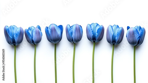 A row of toned blue tulip flowers aligned horizontally, isolated on a white background with soft shadows.