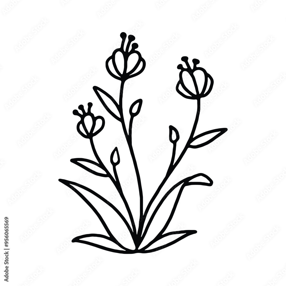 A black and white line drawing of a simple flower with multiple stems, leaves, and buds. A black and white line drawing of a simple flower with multiple stems, leaves, and buds.