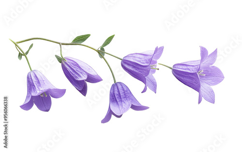 Macro campanula patula on white background,png