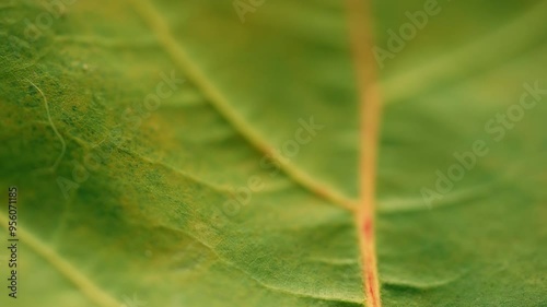 a close-up shot of a green leaf and stem in a forest setting. The camera slowly pans across the surface of the leaf, highlighting its intricate texture and vibrant color. The gentle breeze rustling