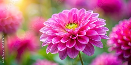 Close-up image of a vibrant pink flower with a softly blurred background