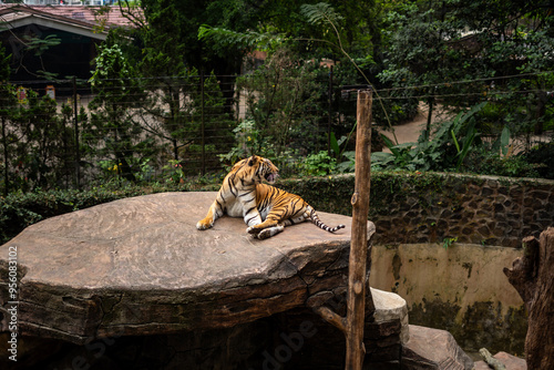 Tigers in action at Bandung Zoo