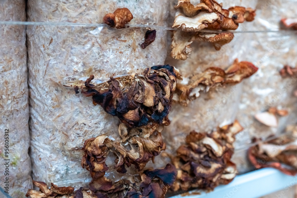 Close-Up of Dried Mushrooms on a Cultivation Log Close-Up of Dried Mushrooms on a Cultivation Log