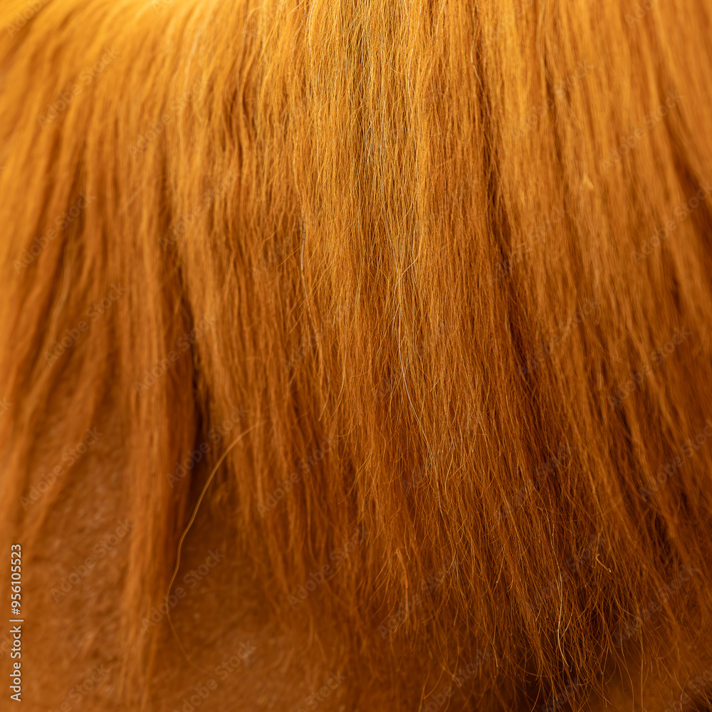 Fototapeta premium close up of brown horse