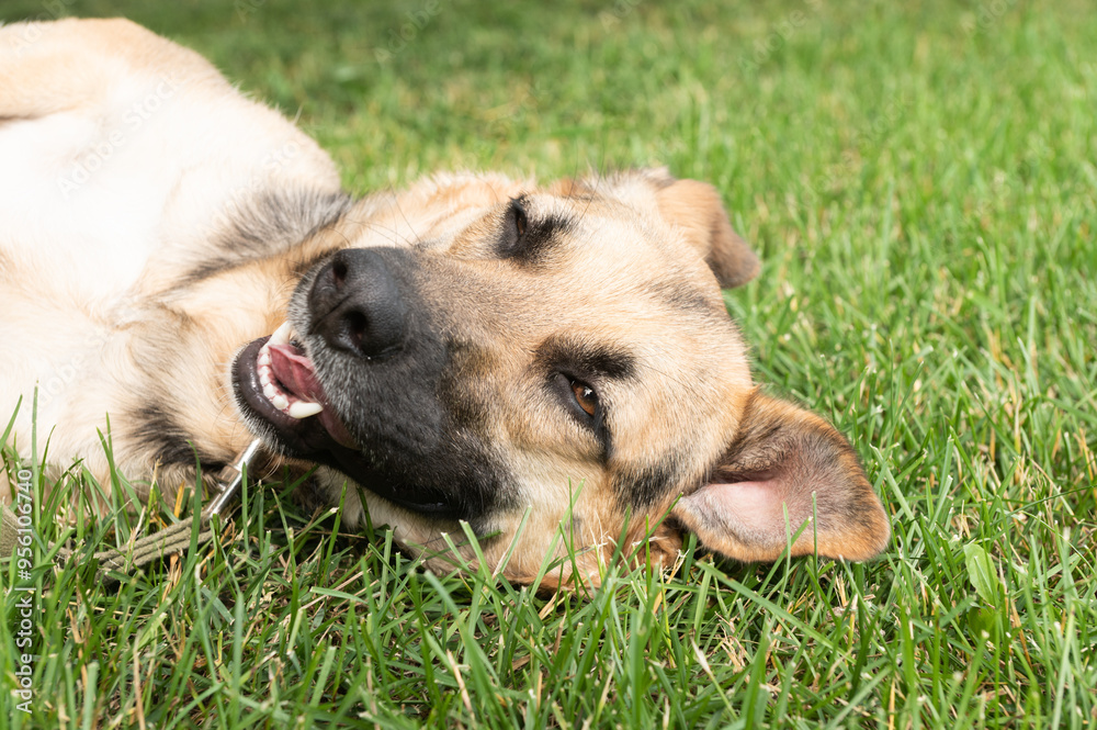 Relaxed Dog Enjoying Sunshine on Green Grass Relaxed Dog Enjoying Sunshine on Green Grass