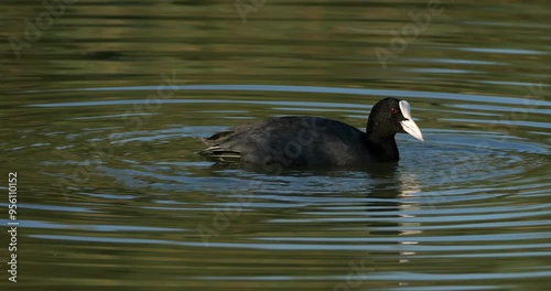 Eurasian coot, Fulica atra,  the Camargue, France photo