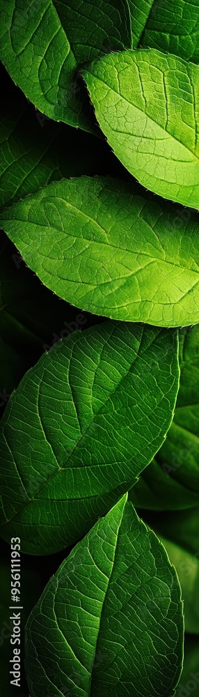 Obraz premium Close-up view of lush green leaves layered together, showcasing vibrant textures and natural beauty for nature-themed projects.