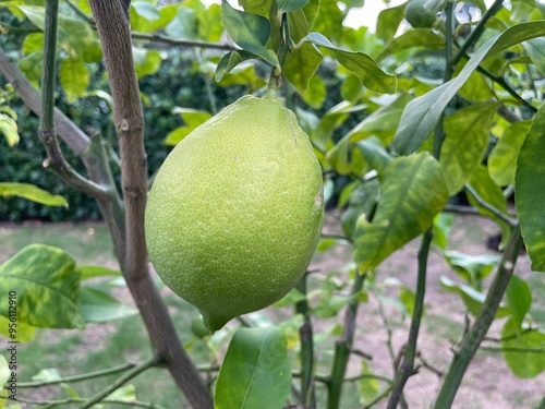 Zitrone am baum