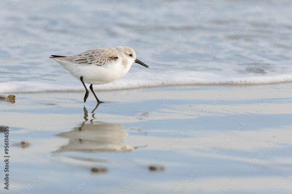 Sanderling (Calidris alba)