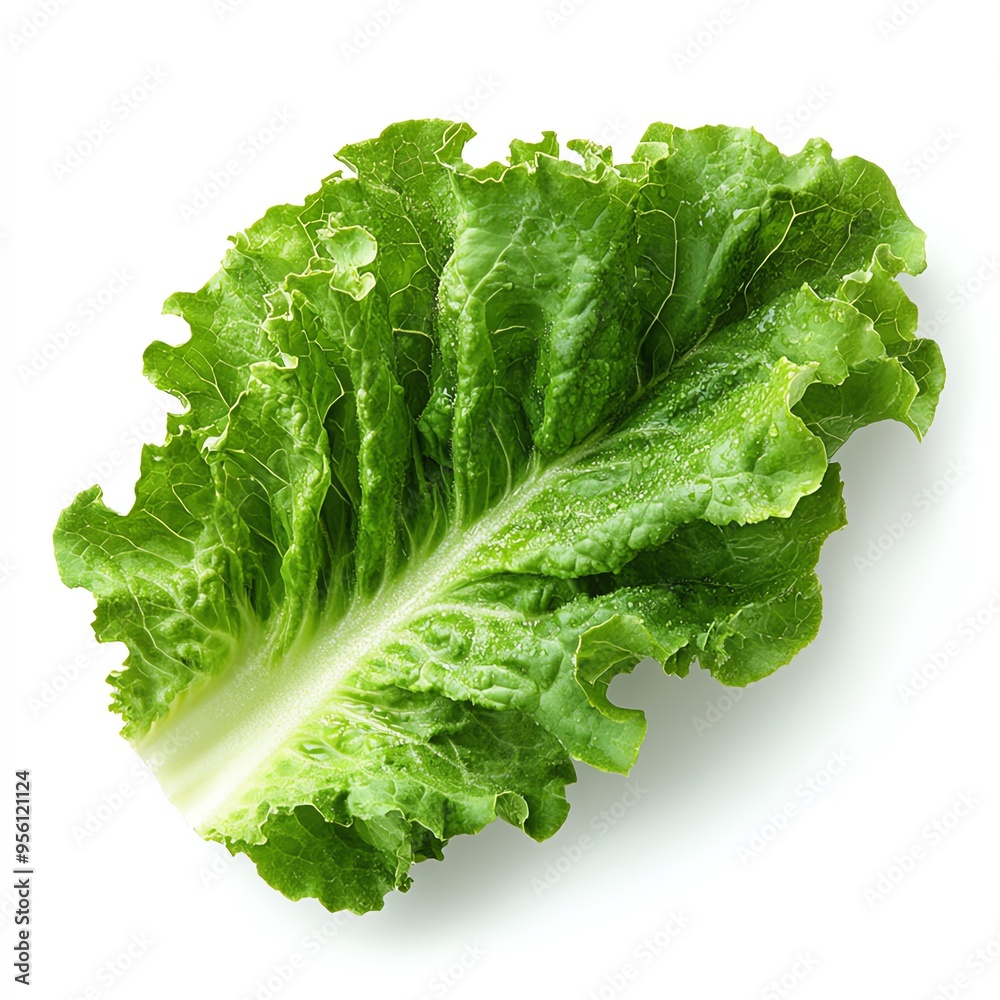 Fresh green lettuce leaf isolated on white background Fresh green lettuce leaf isolated on white background