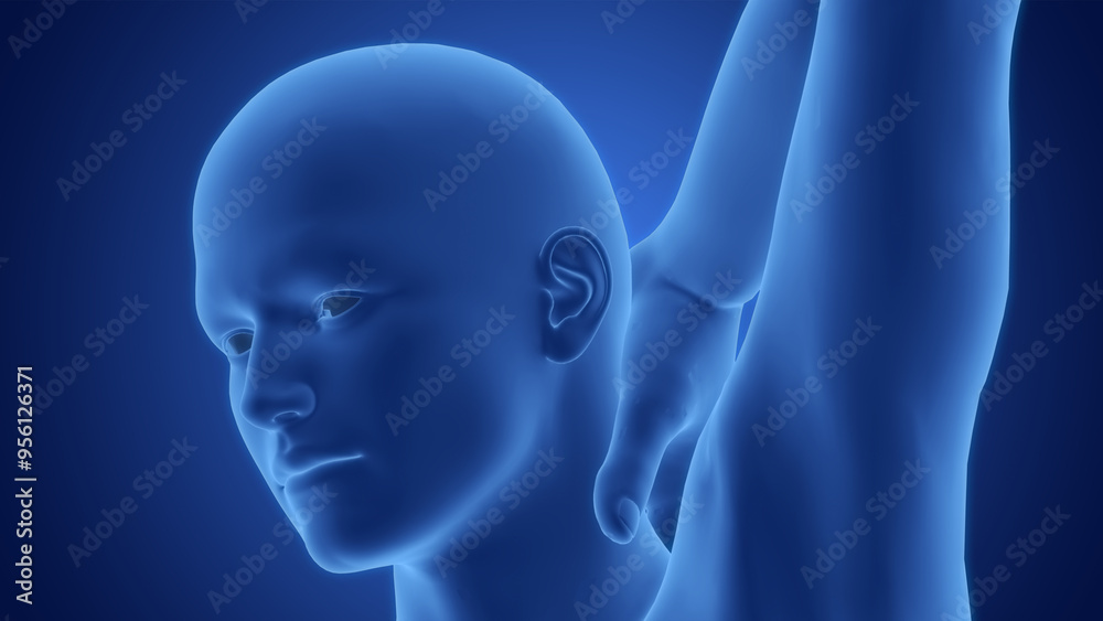 Human Body Suffering with Backpain Anatomy Human Body Suffering with Backpain Anatomy
