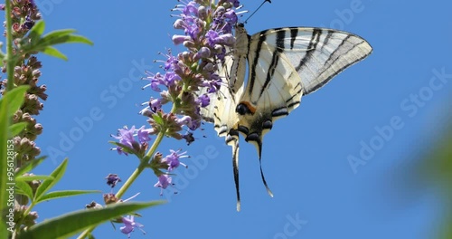 Scarce swallowtail (Iphiclides podalirius) foraging and pollinating Vitex flowers, Southern France photo