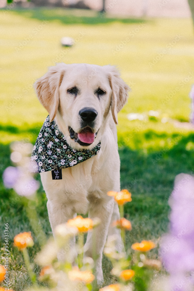 golden retriever dog golden retriever dog