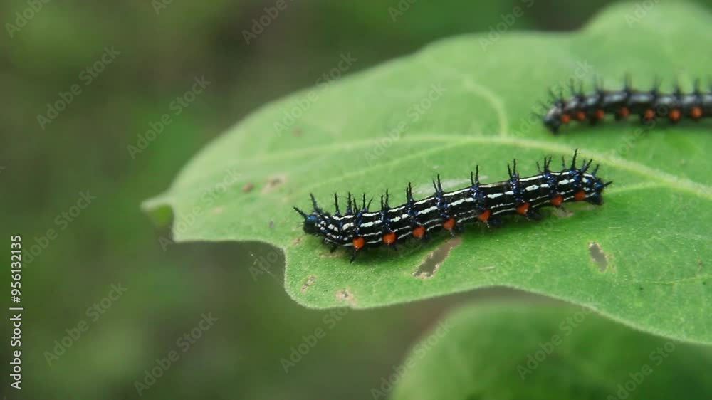 Caterpillar or larva of the butterfly Doleschallia bisaltide Caterpillar or larva of the butterfly Doleschallia bisaltide