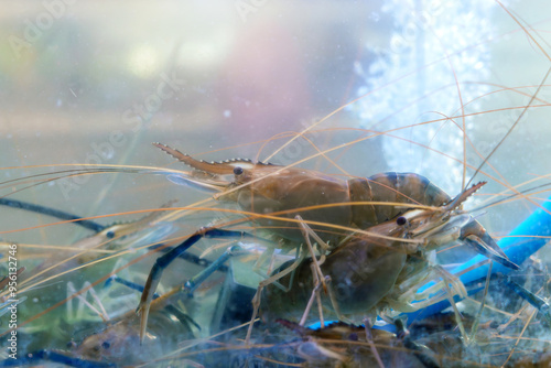 Fotografie Alive Fresh river prawns - Macrobrachium rosenbergii show in a glass tank in the seafood market for sale of Thailand