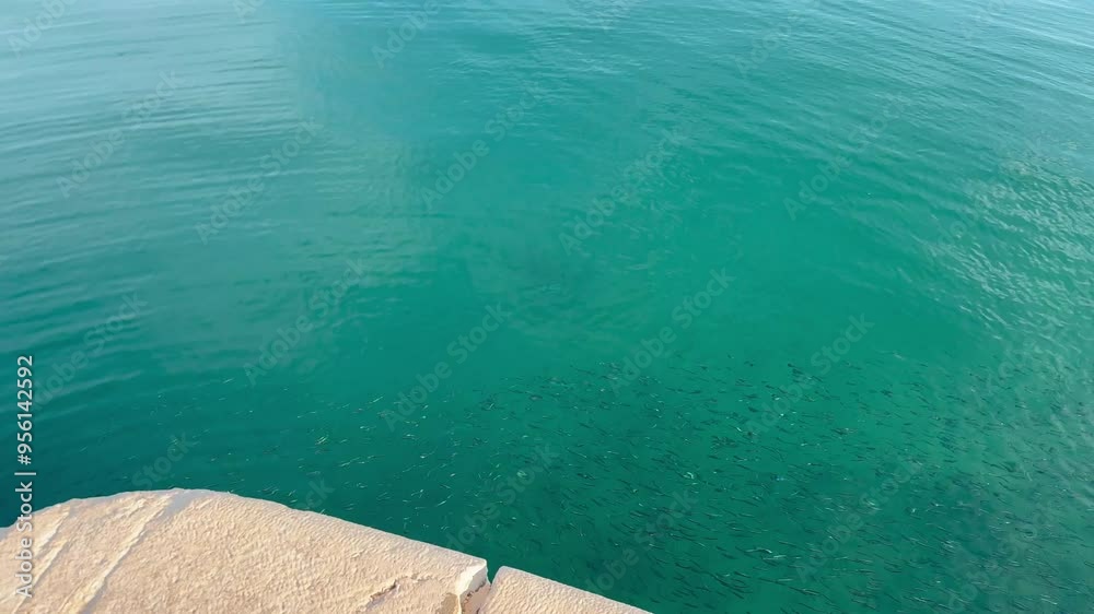 Fish in the sea