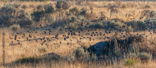 Flock of starlings in flight. Sturnus. Villardeciervos, Zamora, Castile and Leon, Spain. photo