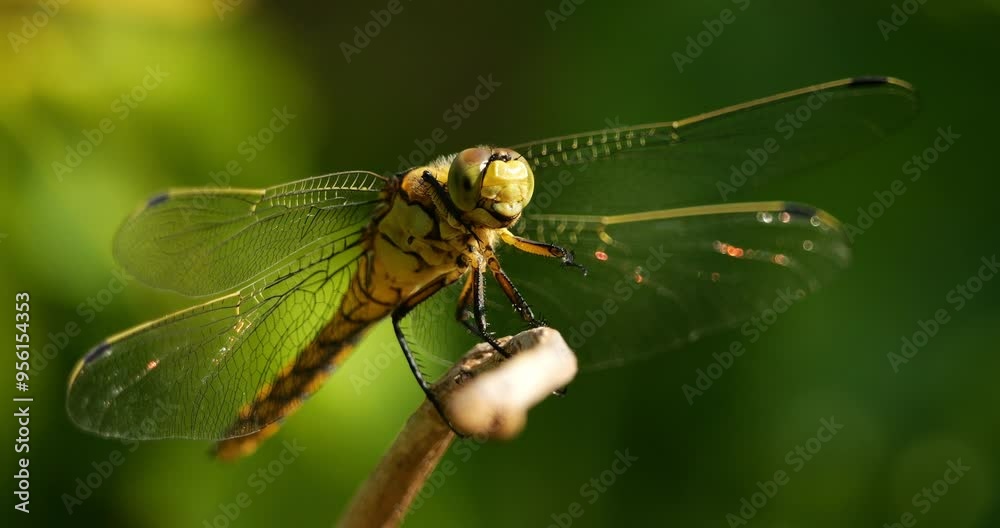 Common Darter dragonfly (Sympetrum striolatum ), Southern France Common Darter dragonfly (Sympetrum striolatum ), Southern France