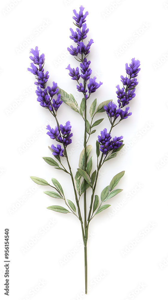 Naklejka premium Lavender flowers isolated on white background