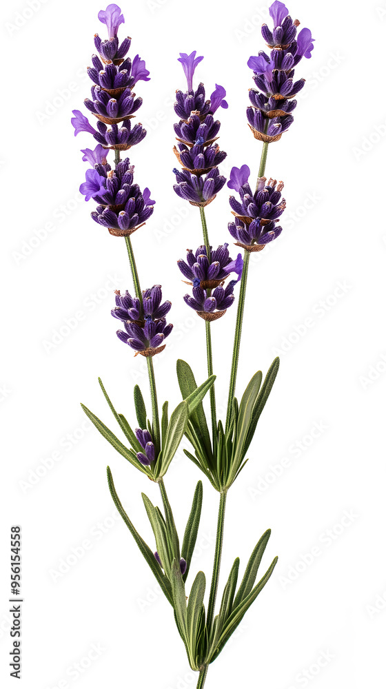 Fototapeta premium Lavender flowers isolated on white background