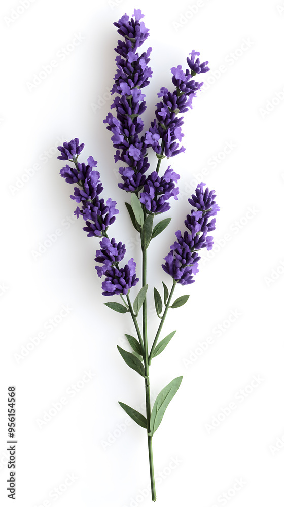 Obraz premium Lavender flowers isolated on white background