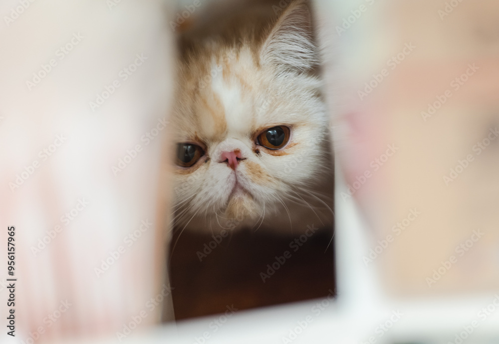 Fototapeta premium Yellow and white Garfield cat sits comfortably in front of the window on a rainy day, urban landscape, modern, keeping pets, pet life, companionship of pets, appease animals, pet industry supplies