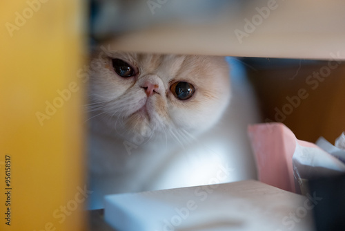 Yellow and white Garfield cat sits comfortably in front of the window on a rainy day, urban landscape, modern, keeping pets, pet life, companionship of pets, appease animals, pet industry supplies photo