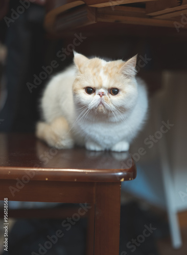 Yellow and white Garfield cat sits comfortably in front of the window on a rainy day, urban landscape, modern, keeping pets, pet life, companionship of pets, appease animals, pet industry supplies