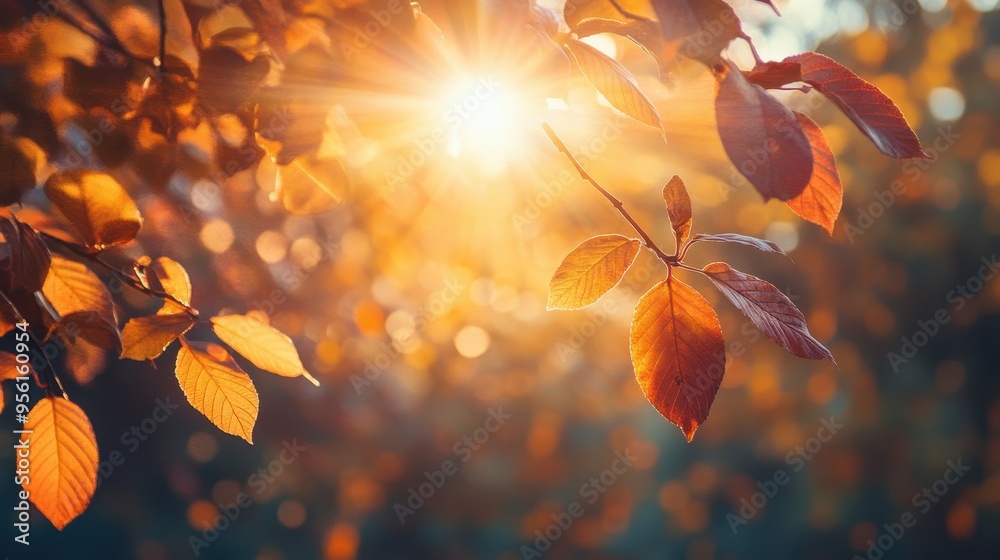 Autumn Leaves with Sunlight Autumn Leaves with Sunlight