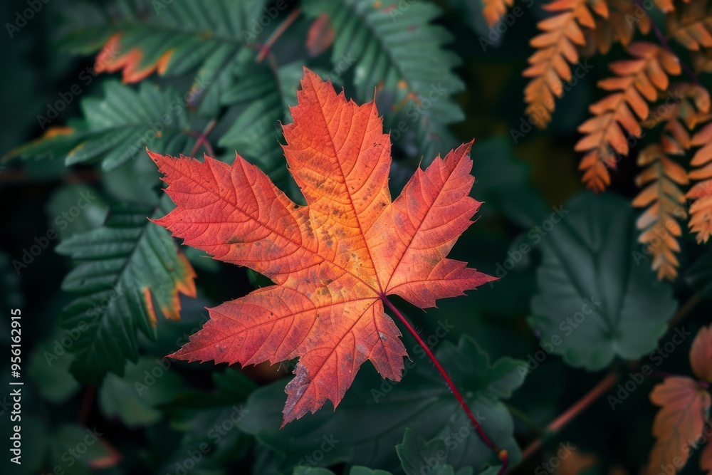 Beautiful red orange maple leaf Beautiful red orange maple leaf
