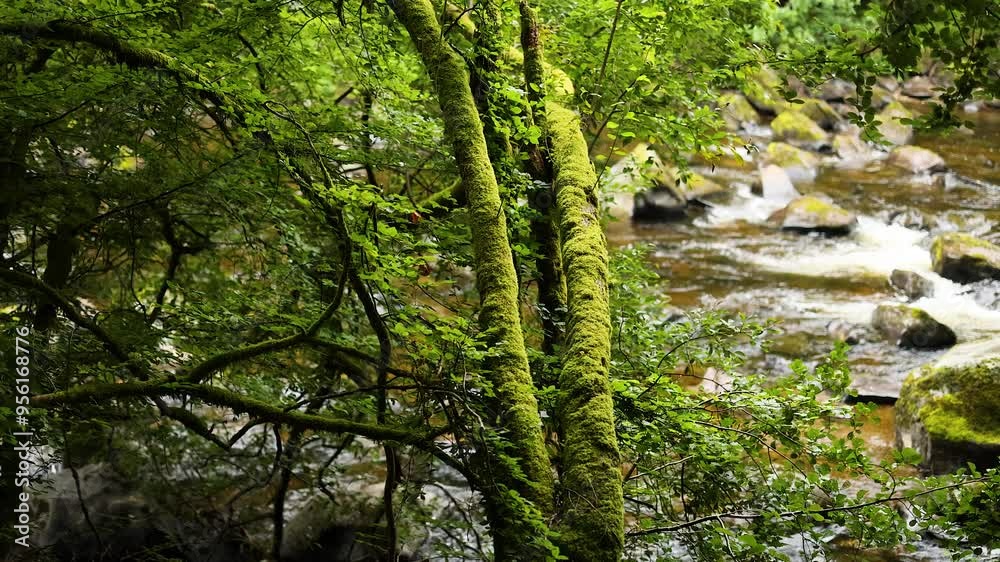 Serene Forest River in Dunkeld Serene Forest River in Dunkeld