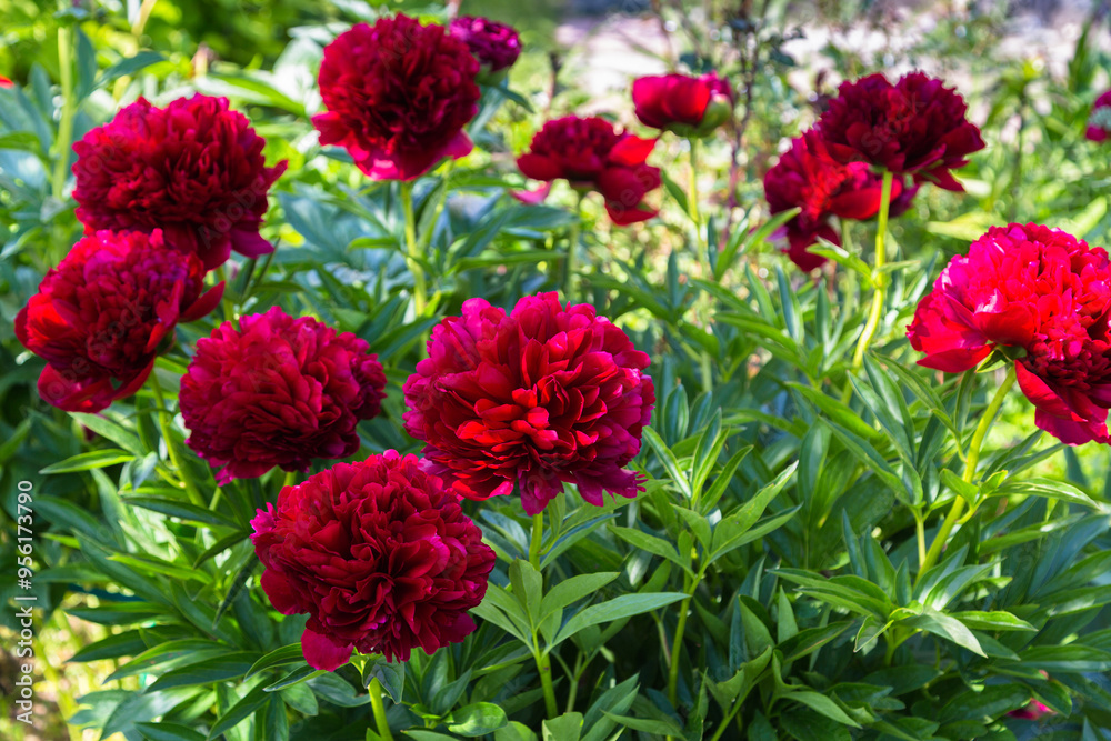 Red Peony albiflora. Paeonia officinalis Command Performance in the garden Red Peony albiflora. Paeonia officinalis Command Performance in the garden