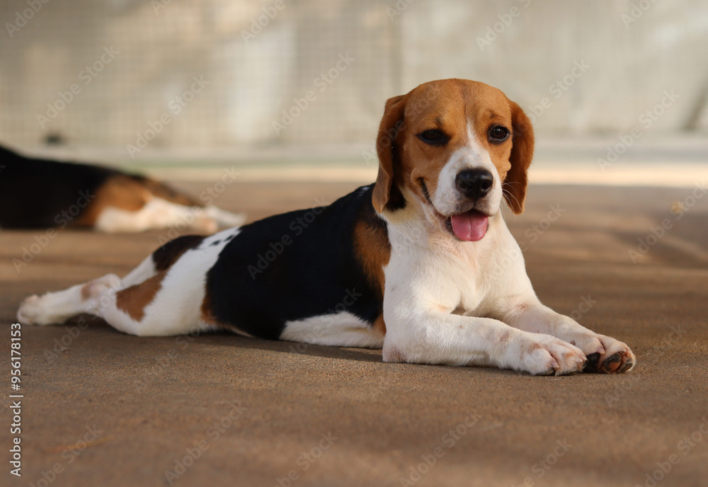 A photo of a healthy and beautiful Beagle dog sitting on the ground. A photo of a healthy and beautiful Beagle dog sitting on the ground.