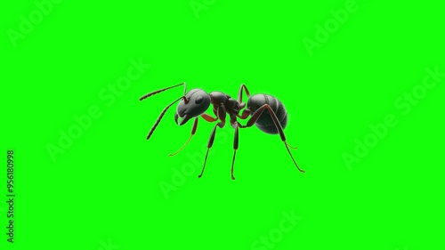 Green Screen Popup of an Ant