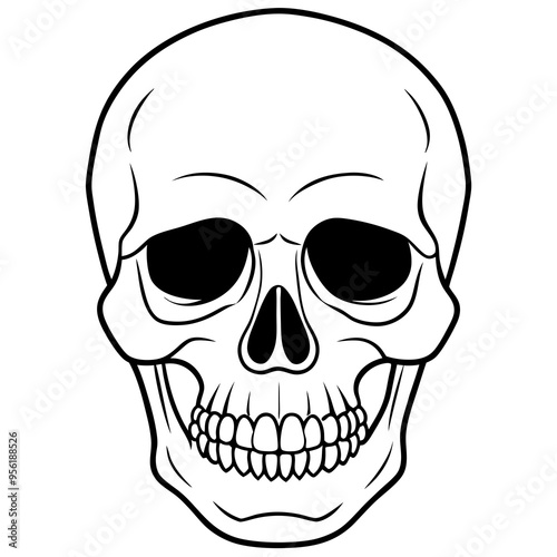 vector illustration of skull