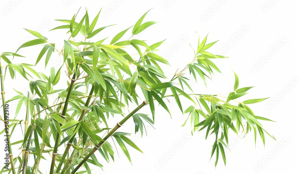 This transparent background PNG image of a bamboo plant is perfect for adding a touch of nature to your designs. This transparent background PNG image of a bamboo plant is perfect for adding a touch of nature to your designs.