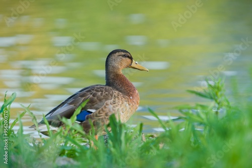 A female mallard sits in the grass near a pond. Portrait of a wild duck. Anas platyrhynchos