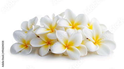 07231249 554. High-resolution side view of a white and yellow Plumeria bouquet, with a focus on the detailed petals and arrangement, isolated on a pure white background