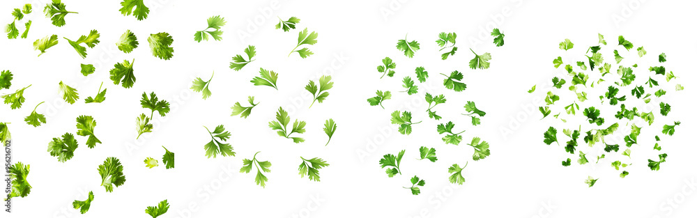 A fallen parsley isolated against a white background, clipped path, depth of field full A fallen parsley isolated against a white background, clipped path, depth of field full