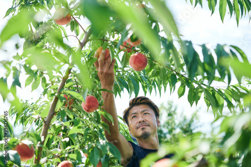 桃の収穫をする日本の農家さん
