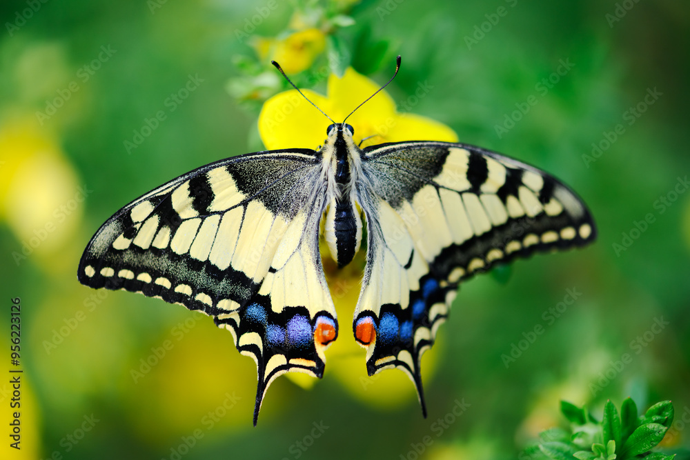 Macro shot of Beautiful Swallowtail Butterfly (Papilio machaon) on yellow flower close up Macro shot of Beautiful Swallowtail Butterfly (Papilio machaon) on yellow flower close up