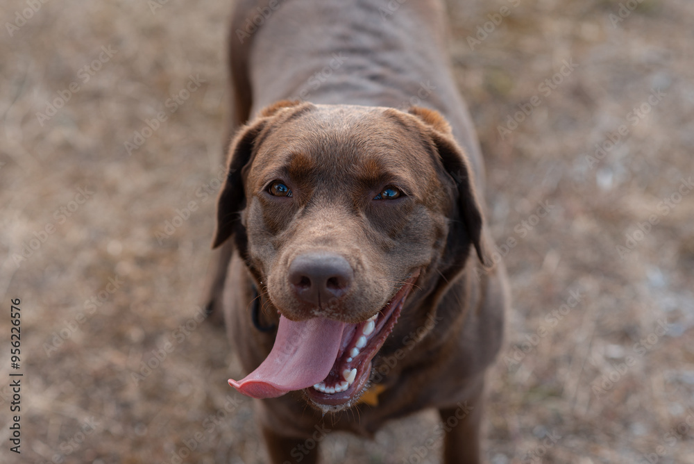brown labrador at walk outdoors in field, tongue out, dogwalking concept brown labrador at walk outdoors in field, tongue out, dogwalking concept