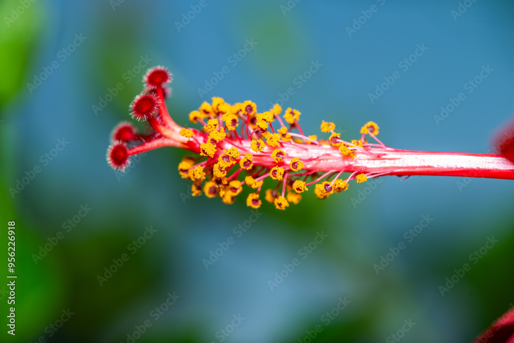 Macro Details and Stamens of Red Hibiscus Rosa Sinensis Flower (Chinese Rose) Macro Details and Stamens of Red Hibiscus Rosa Sinensis Flower (Chinese Rose)