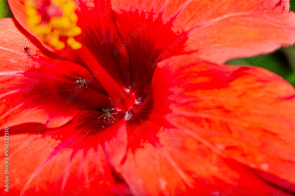 Macro Details and Stamens of Red Hibiscus Rosa Sinensis Flower (Chinese Rose) Macro Details and Stamens of Red Hibiscus Rosa Sinensis Flower (Chinese Rose)