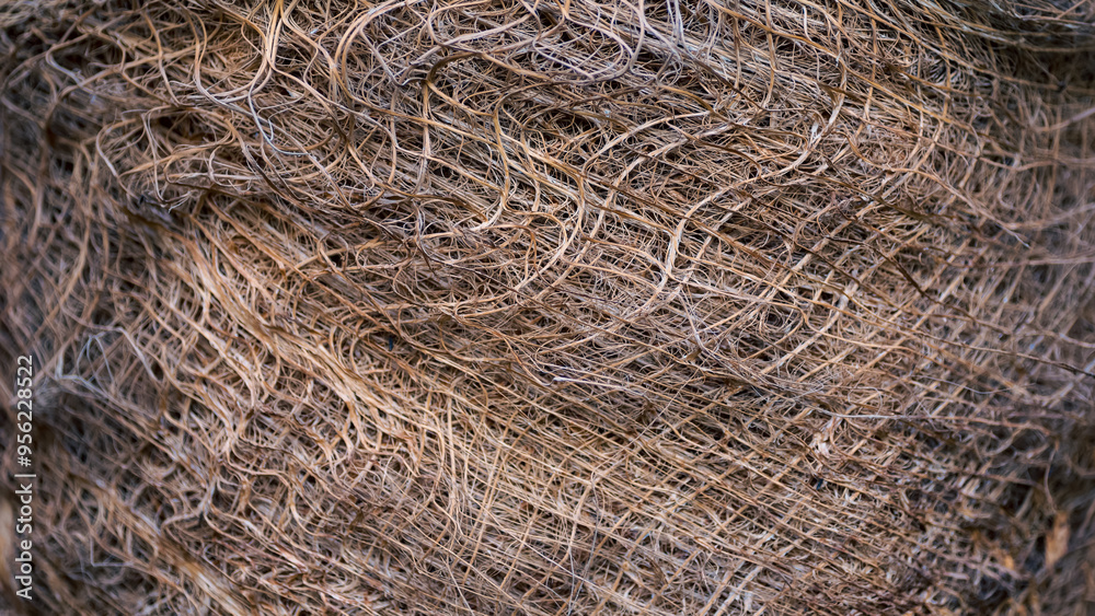 pattern of structural fibrous palm trunk pattern of structural fibrous palm trunk
