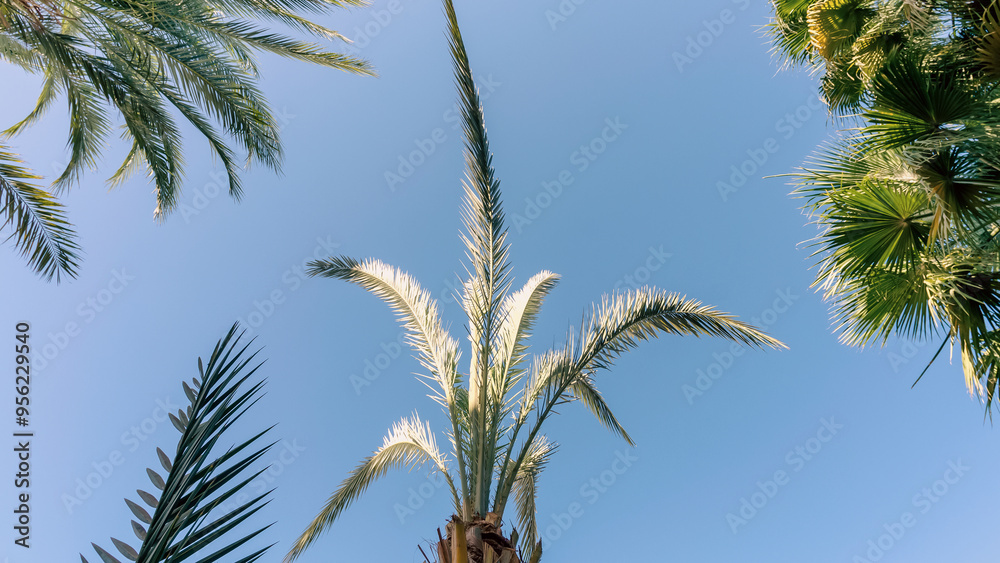 tropical background fresh palm branches tropical background fresh palm branches