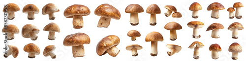 This photograph shows a mushroom, boletus edulis, porcini, king bolete, isolated on white with a clipping path and a full depth of field.