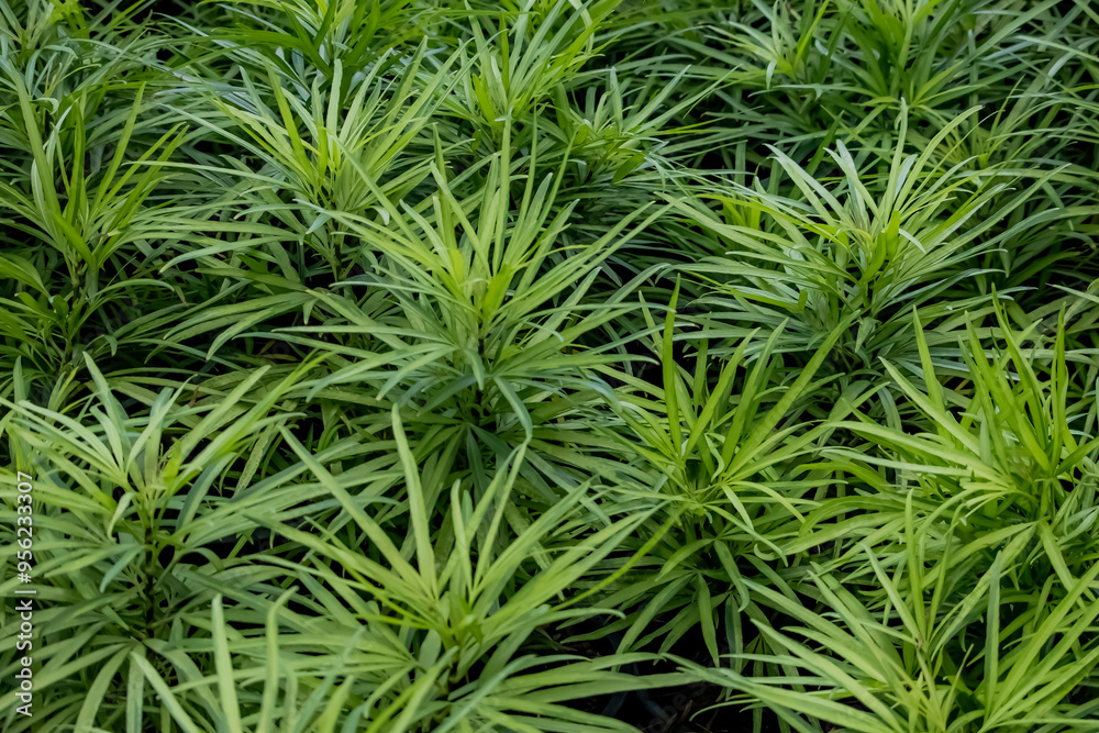 The green plant in the garden The green plant in the garden