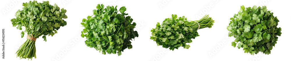Full depth of field shot of coriander leaves on a white background Full depth of field shot of coriander leaves on a white background
