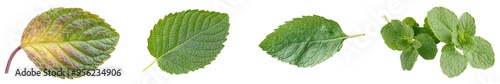 Isolated spearmint leaves on white background, full depth of field